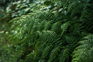 Beautiful fern with lush leaves growing in forest
