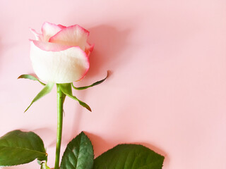 pink rose on a light background, background for text