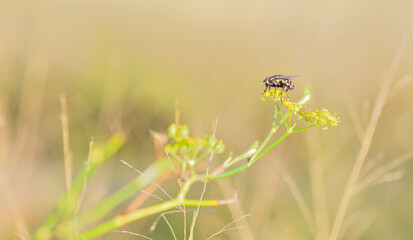 bee on a dandelion