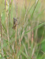 grasshopper sitting on a blade
