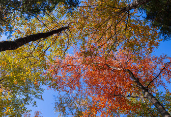 Birch trees with colorful leaves