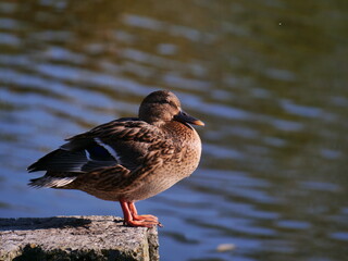 duck on the lake