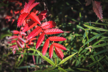 Rowan tree bright red autumn leaves