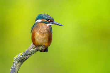 Eisvogel (Alcedo atthis) Jungvogel