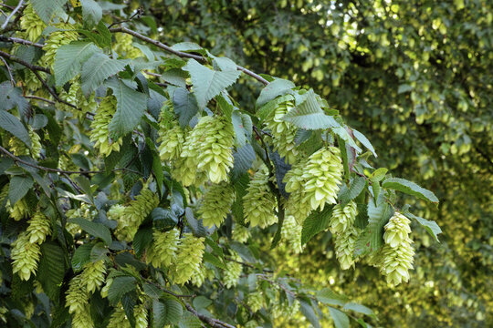 Seed Heads And Leaves Of European Hop Hornbeam