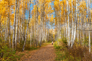 Avenue of autumn birches, golden foliage.