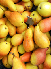 bright pears close-up, autumn colors
