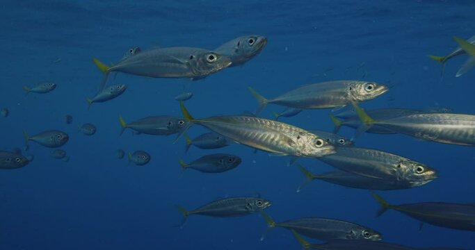 School of mackerel scad near surface closeup.