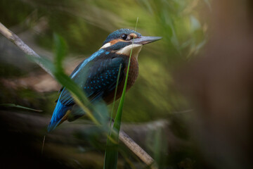 Eisvogel (Alcedo atthis) Jungvogel