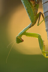 European Praying Mantis (Mantis religiosa) female portrait