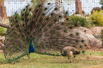 Peacock