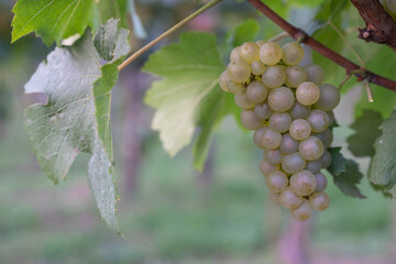Beautiful healthy bunch of grapes, autumn harvest of vines.