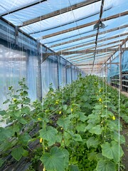 Cucumber plants growing inside a greenhouse. Planting, growing and harvesting cucumbers. Beds with seedlings of cucumbers.  Vertical planting of cucumbers. Growing organic food.