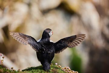puffin birds on the Saltee Islands in Ireland, Fratercula arctica. starting to fly