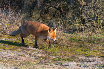 Red Fox (Vulpes vulpes) walking in the dunes