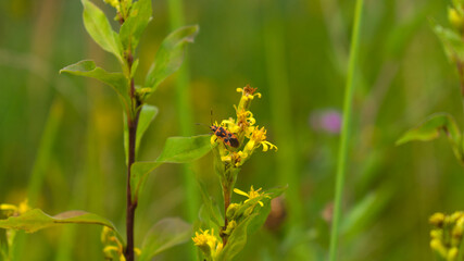 Tiny firebug (pyrrhocoris apterus) on a yellow flower 
