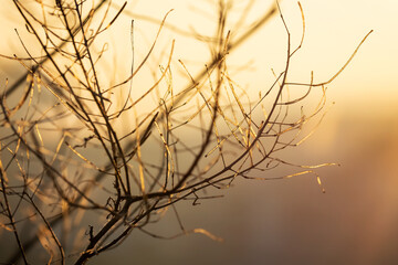 Plants at sunset on bokeh background