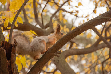red squirrel in the autumn forest