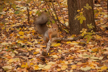 red squirrel in the autumn forest