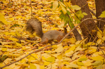 red squirrel in the autumn forest
