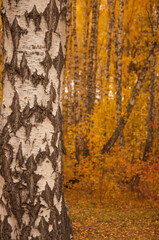 Autumn scenery. Beautiful scene with birches in yellow autumn birch forest in october among other birches in birch grove