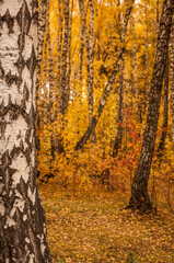 Autumn scenery. Beautiful scene with birches in yellow autumn birch forest in october among other birches in birch grove