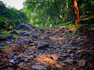 beautiful stony road passing through a deep jungle
