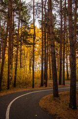 asphalt road with beautiful trees on the sides in autumn