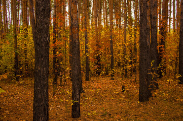 Autumn scenery. Beautiful scene with birches in yellow autumn birch forest in october among other birches in birch grove