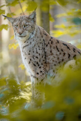 Luchs im Wald