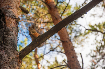 red squirrel in the autumn forest