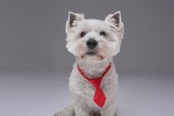 Funny white terrier doggy with red necktie isolated on gray