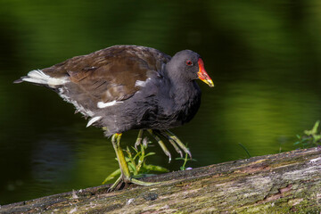 Grünfüßiges Teichhuhn (Gallinula chloropus)