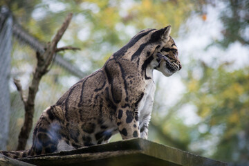 Portrait of leopard at the zoologic park