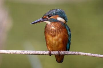 Eisvogel (Alcedo atthis) Jungvogel