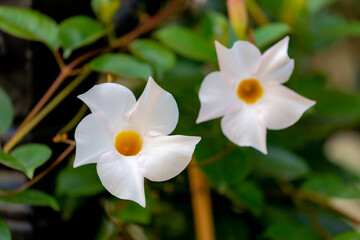 Selective focus of white pink flower Rocktrumpet in the garden, Mandevilla is a genus of tropical and subtropical flowering vines belonging to the family Apocynaceae, Nature floral background.