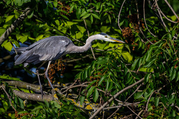 Graureiher (Ardea cinerea)