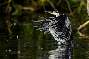 Graureiher (Ardea cinerea)