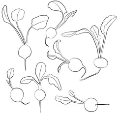 Set of radishes, leaves, linear black and white pattern.