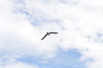 seagull flying in the blue sky with some wispy white clouds