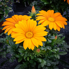 Blumenzucht - in leuchtenden Farben bl&uuml;hende Ringelblumen.