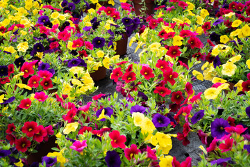 Blumenzucht -Petunien in leuchtenden Farben im Gewächshaus einer Gärtnerei.