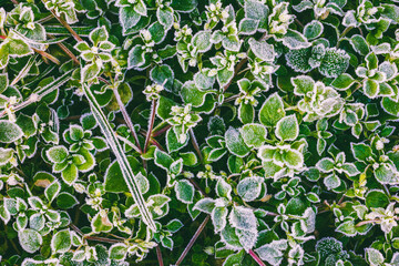 green grass leaves covered with frost on a cold autumn morning, a close-up view from above