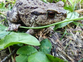 frog in the grass