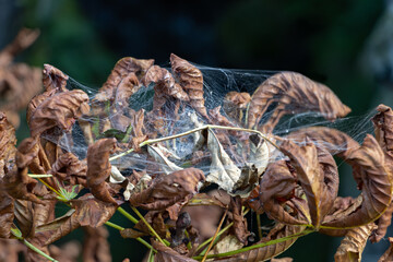 Spider web on dry leaves on a branch in the sunlight