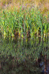 Fototapeta premium A green reeds with reflected on a water surface.