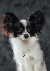 Single black white papillon dog against dark background