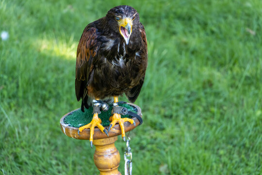 A screaming Harris's hawk (Parabuteo unicinctus), formerly known as the bay-winged hawk, stands on a stand in the garden