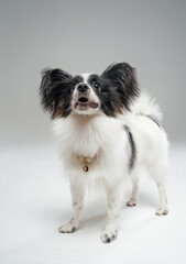 Domestic black white papillon dog against white background