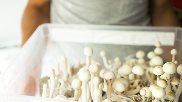 Box with psilocybin mushrooms, variety psilocybe cubensis rasta white in the hands of a man. Cultivation, creation of conditions. Microdosing, psychedelic trip, recreation and change of consciousness